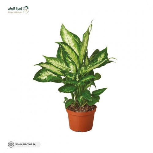 نبات ديفنباخيا الطبيعى بمقاسين
