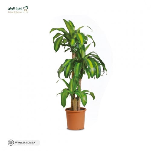 دراسينا ماسنجان نبات طبيعى بثلاث مقاسات