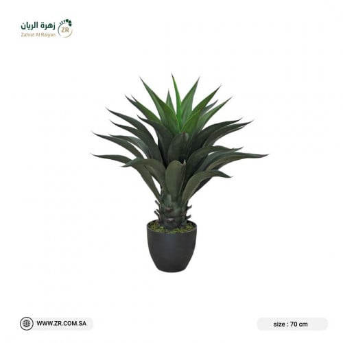 نبات أجاف اتنيواتا الصناعى ارتفاع 70 سم