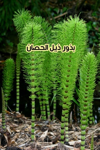 بذور ذيل الحصان
