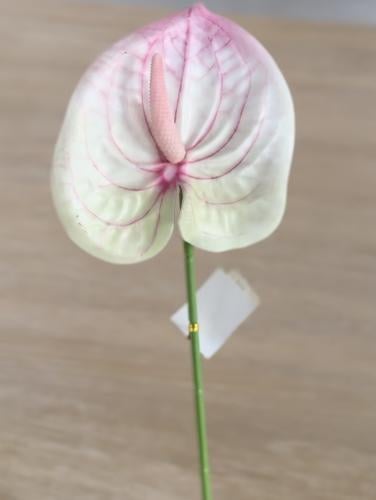 غصن انتوريوم