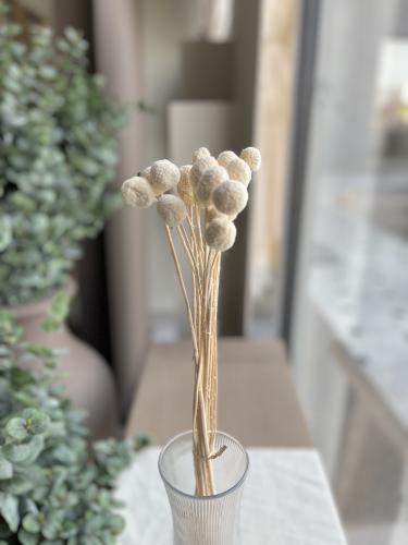 زهور الكراسبيديا المجففة