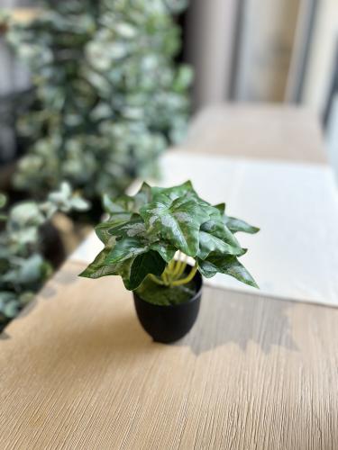 نبتة السينغونيوم