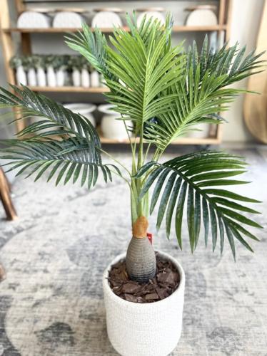 شجرة داخل الرياض فقط