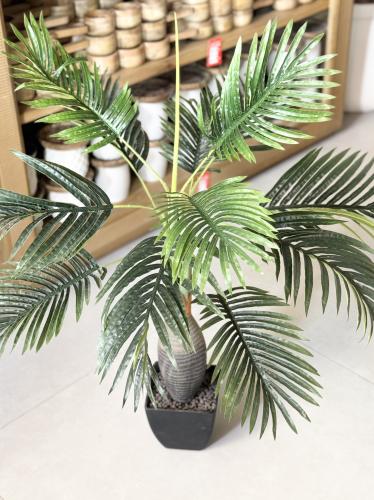 شجرة اريكا صغيرة