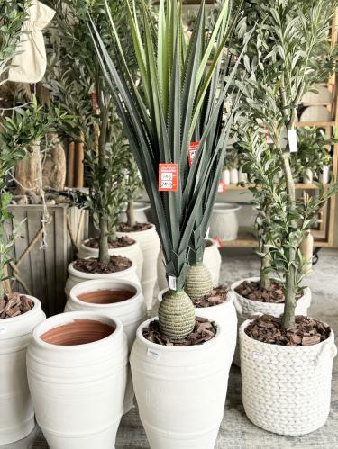 شجرة صبار بمركن فخار  داخل الرياض فقط