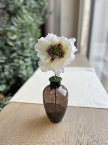 فازة شقائق النعمان