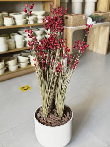 نبتة الشتاء بمركن فخار