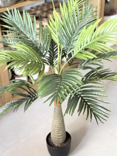 شجرة اريكا صغيرة