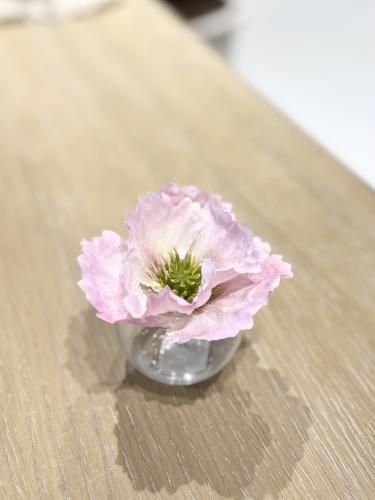 فازة شقائق النعمان