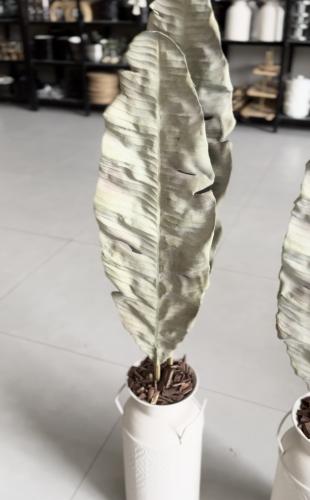 نبتة بمركن حديد