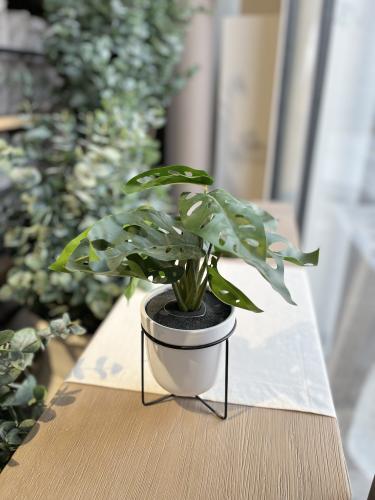 شتلة مونستيرا بقاعدة