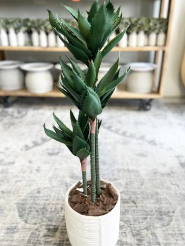 شجرة داخل الرياض فقط