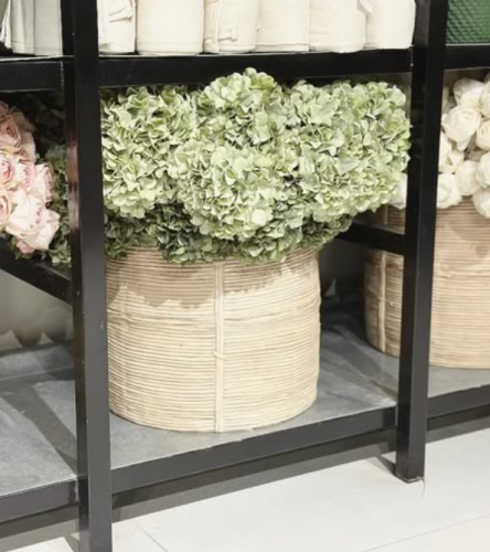 ورد هيدرنجا اخضر فاتح