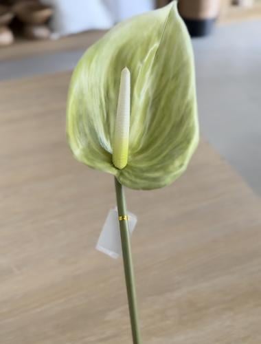 غصن انتوريوم