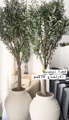 شجرة زيتون كبيرة داخل الرياض فقط
