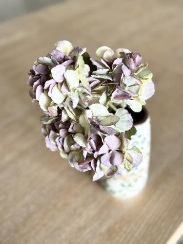 ورد هايدرينجا صغير