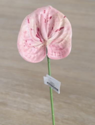 غصن انتوريوم