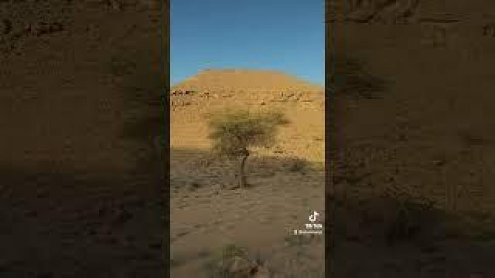 عرض عسل طلح نجدي 1447