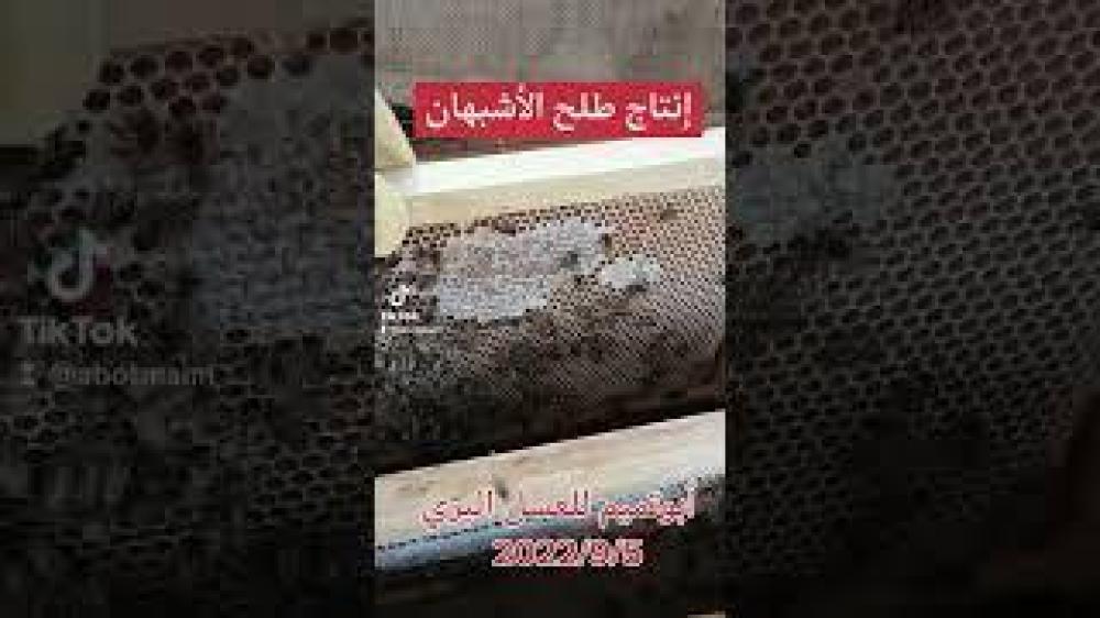 طلح الأشبهان 1447