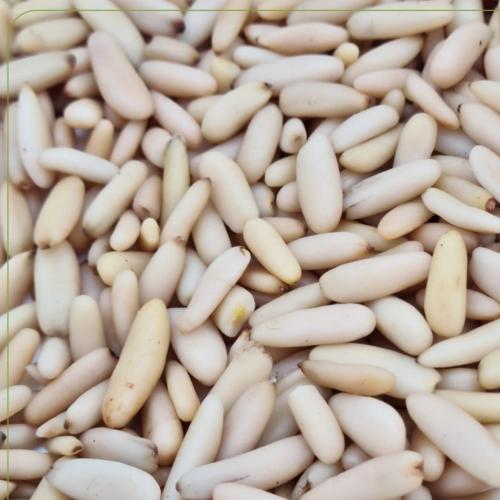 صنوبر باكستاني