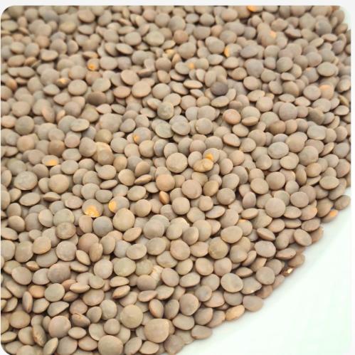 عدس أسود كيلو