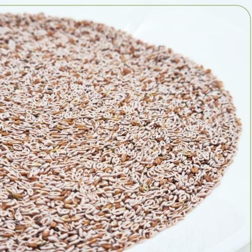 بذور القاطونة