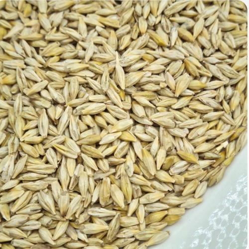 شعير بلدي حب كيلو