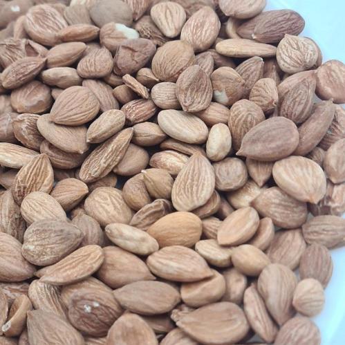 بذور المشمش