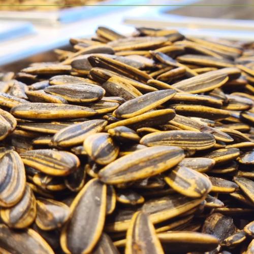 حب شمسي مبهر