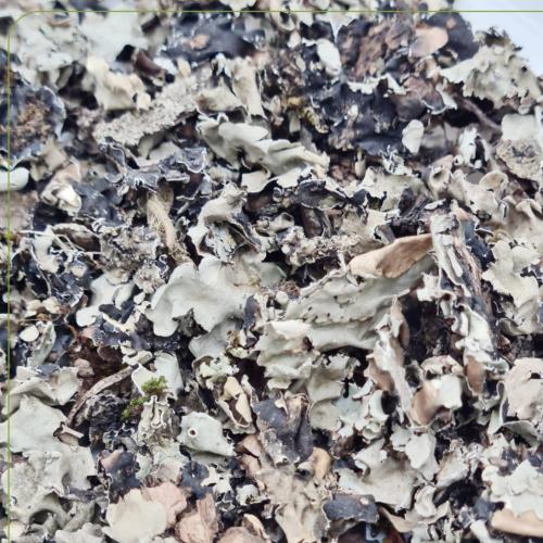 شيبة 100 جرام