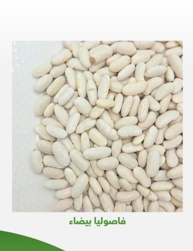 فاصوليا بيضاء كيلو