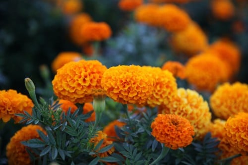 بذور زهرة Marigold برتقالي