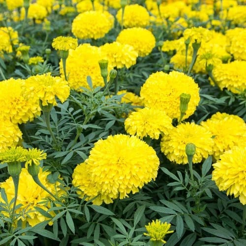 ازهار Marigold اصفر
