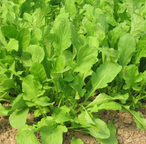 بذور الجرجير