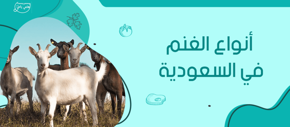 دليل شامل عن أنواع الغنم في السعودية 2024