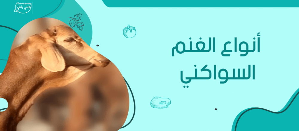 تعرف معنا على انواع الغنم السواكني