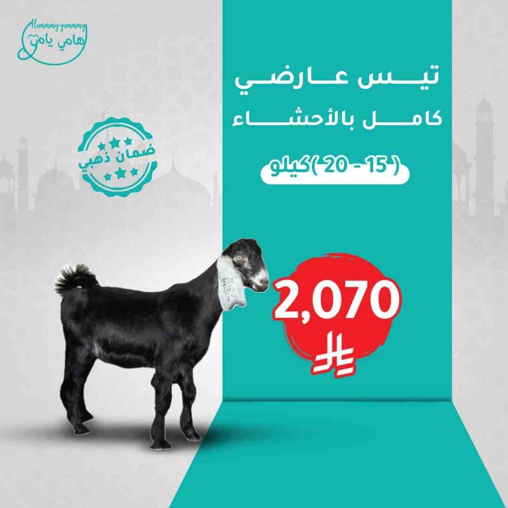 تيس عارضي طازج كامل بالأحشاء (كبير)
