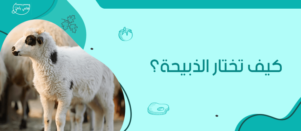 كيف تختار الذبيحة | الحري أو النجدي أو النعيمي