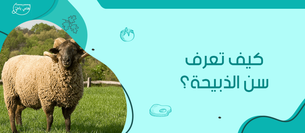 كيف تعرف سن الذبيحة | هامي يامي