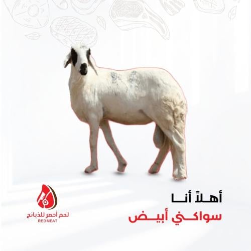 سواكني وسط تربية