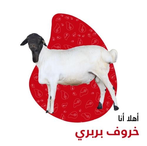 طلي بربري