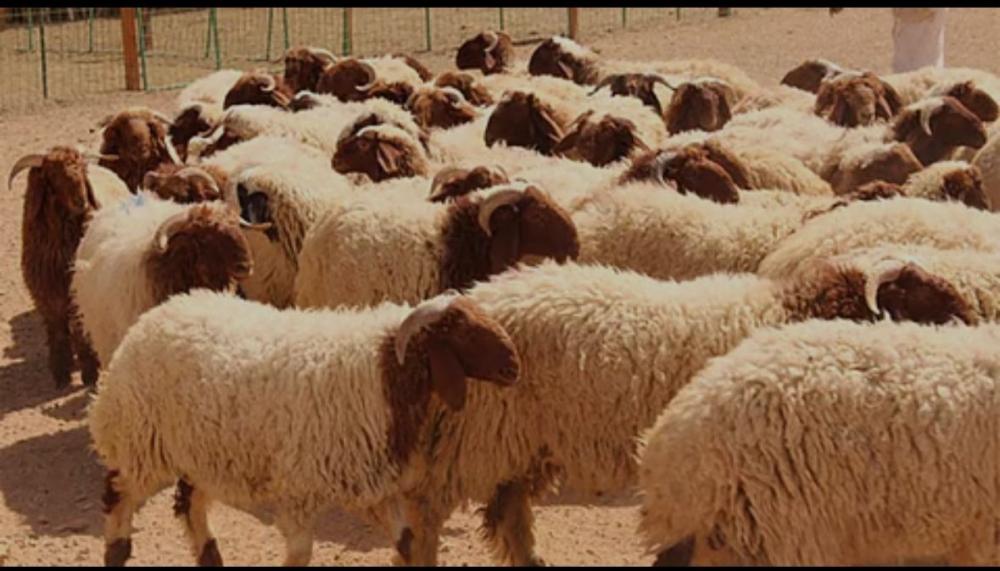 كيف تختار الذبيحة المناسبة لأسرتك في عيد الأضحى المبارك؟