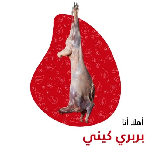 بربري كيني مبرد من 9-10 كيلو