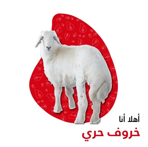 عقيقة حري