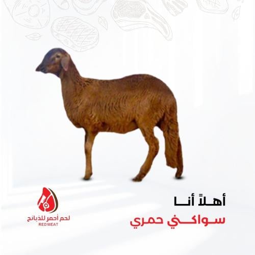 سواكني حمري كبير