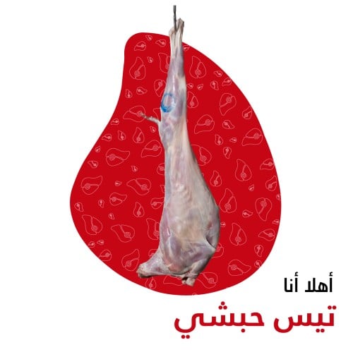 تيس حبشي مبرد من 10-11 كيلو
