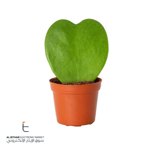 نبات طبيعي داخلي | صبار هويا قلب الحب Indoor Plant...