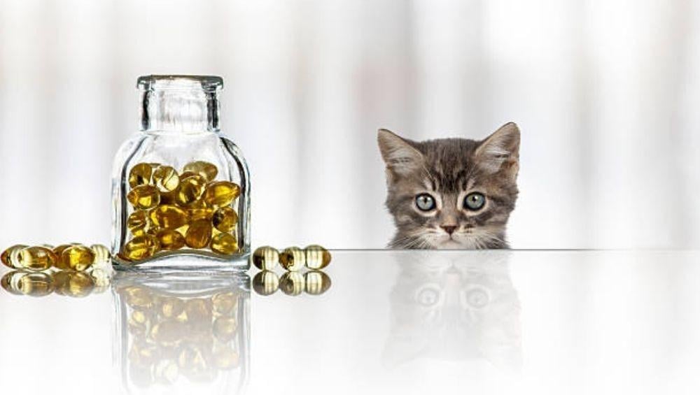 المكملات الغذائية والفيتامينات الأساسية لصحة قطتك