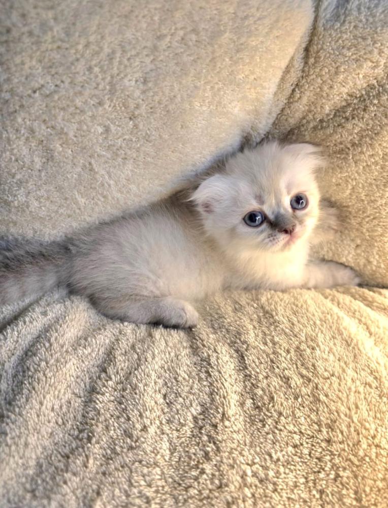 قطط قزمه للبيع